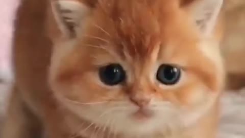 Cute Cat Funny Video shorts short cat catvideos