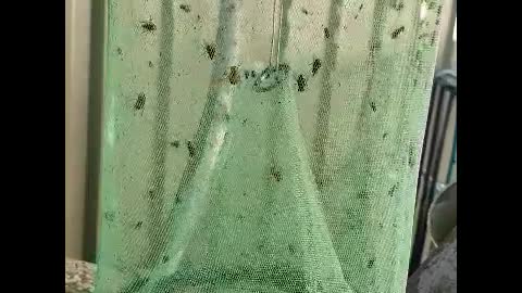 best fly catcher
