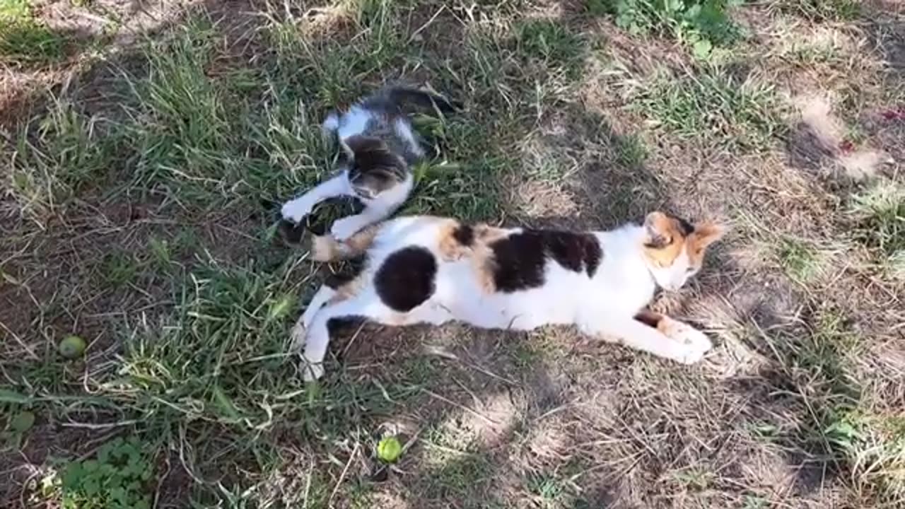 Cute little kittens are fighting. Little kittens climb the tree.