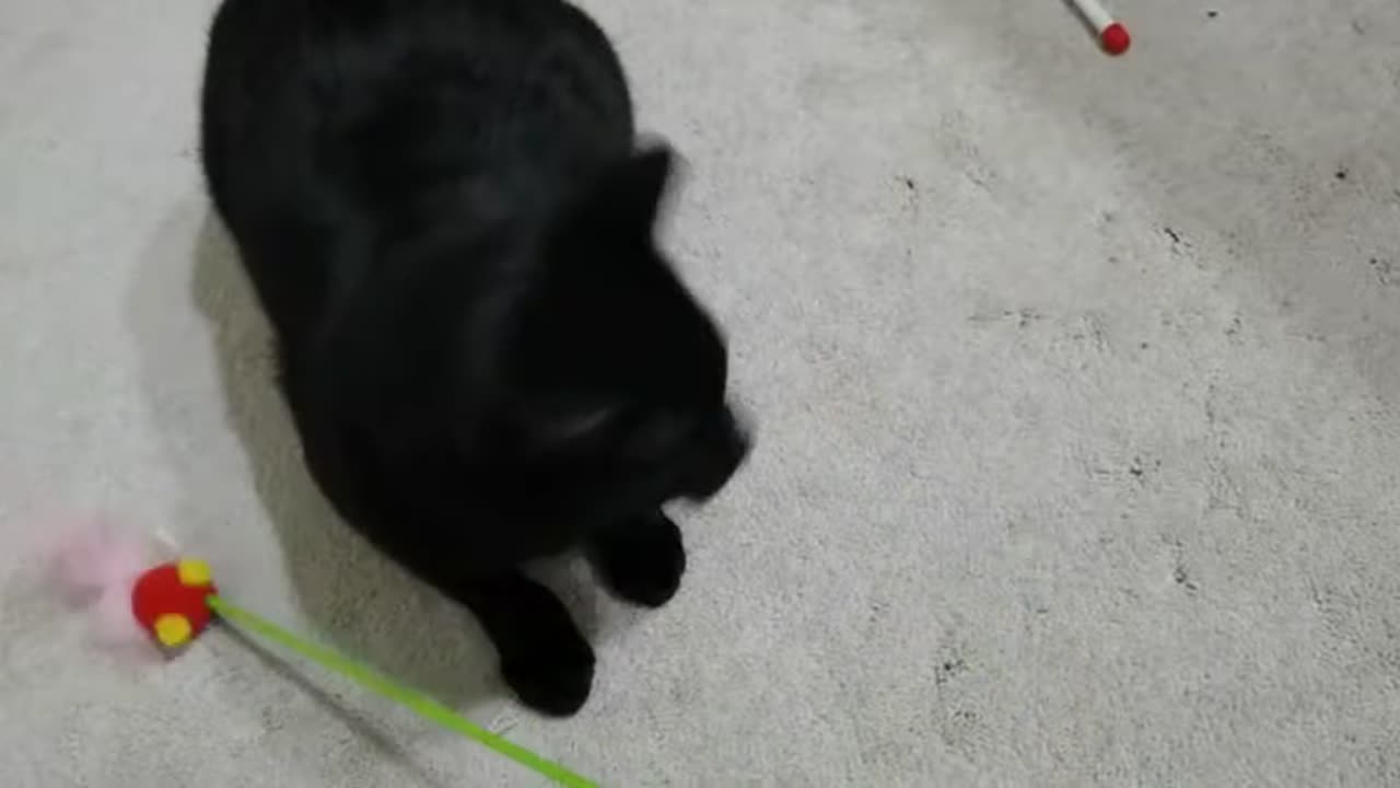 20240405 164508 Tux Playing with Bug Stick Toy