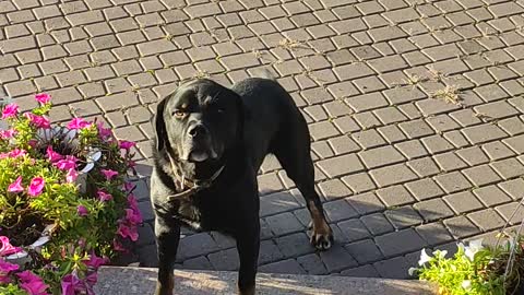 Morning meeting of the dog with the owner