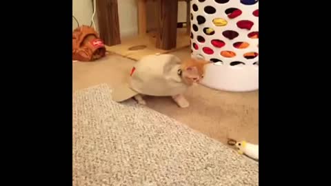 Fanny Cats