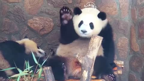 the panda