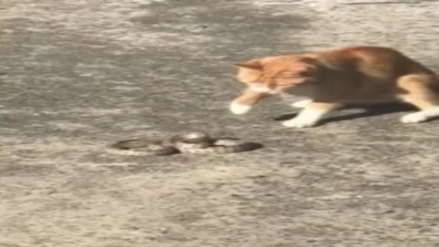 Cat vs snake Viper