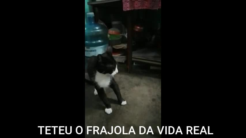 teteu o gato