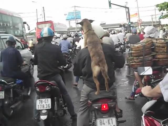 The Dog - Dog Riding on Motorcycles and Compilation.