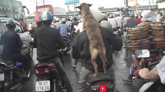 The Dog - Dog Riding on Motorcycles and Compilation.