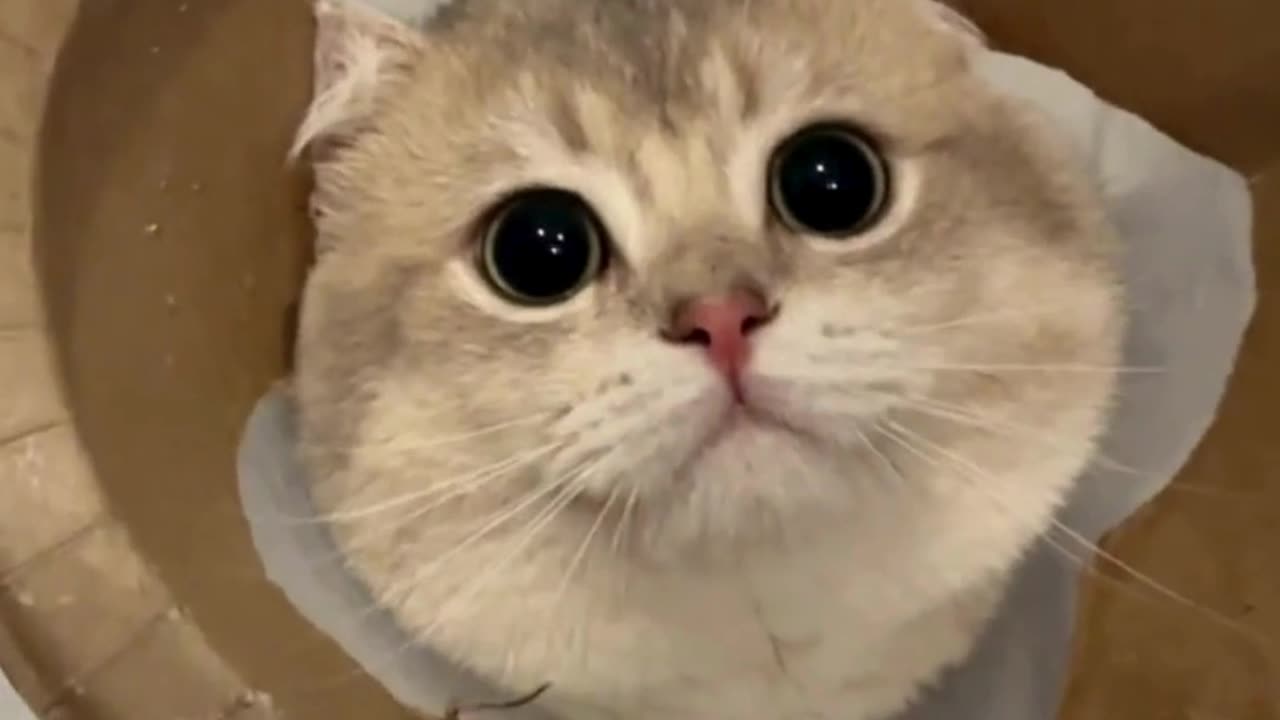 Cute Cats & Funny Cats 😍😍😅😅 #cats #reels #shorts #viral #pets #cat #mmvcats