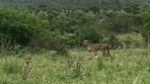 Jaguar hunting in the focus video