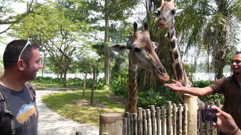 Funny Giraffe Feeding Closeup