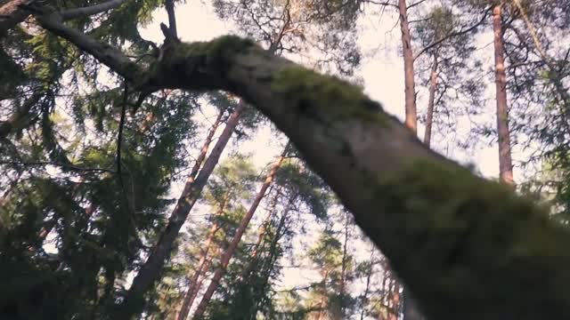 THE FOREST | Cinematic short film / Nature B-roll