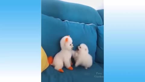 Fun videos about animals having fun!