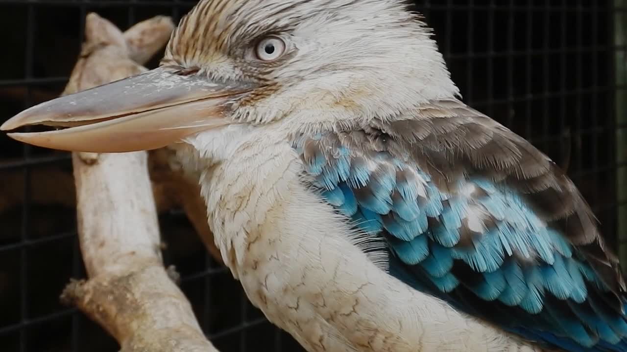 Kookaburra Bird In Captive