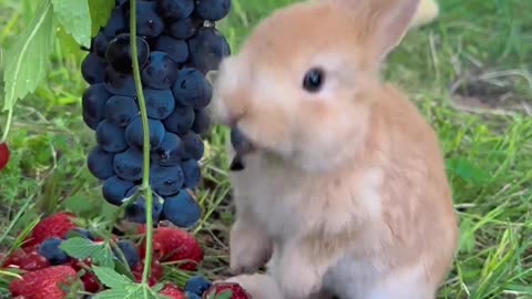 Rabbit eating grapes look so cute 🍇 # pet debut plan # rabbit # idyll pet