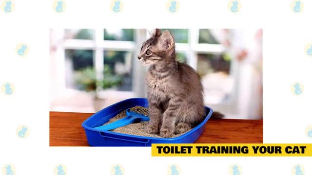 Train your cat like a PRO