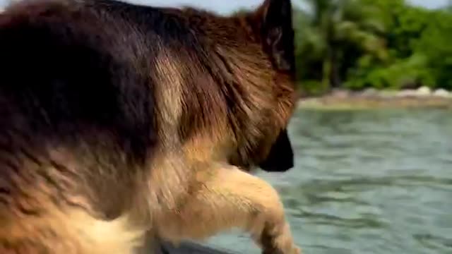 dog starting to win panicking, very brave dog