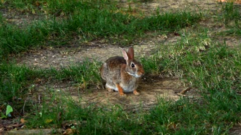 Cute rabbits eating in the grass