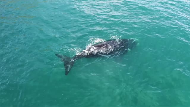 IN THE WHALE WORLD