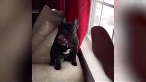 A very beautiful dog funny video🤣😂