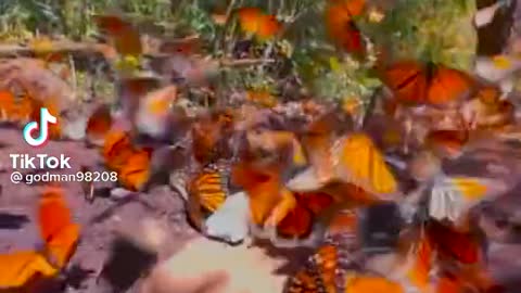 Beautiful Butterfly ❤️❤️❤️
