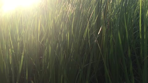 SLO-mo grass