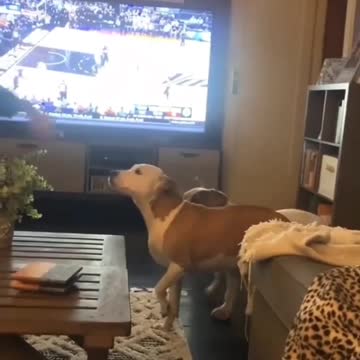 Playing Red Light Green Light Dog Training Please check out our link bit.ly/countyourblessu