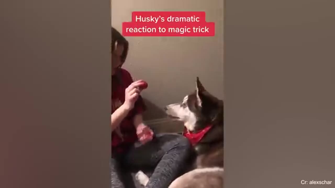 Get a Husky they said, it will be fun🤣🤣