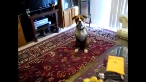 Funny dogs and cats scared of farts compilation