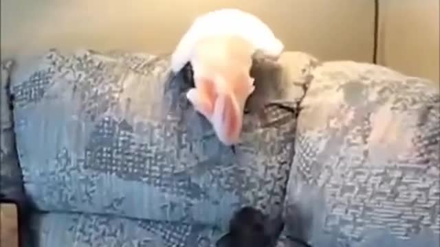 bird versus cat is unique and funny