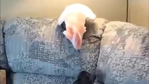 bird versus cat is unique and funny