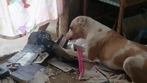 Look at this naughty pitbull broke everything
