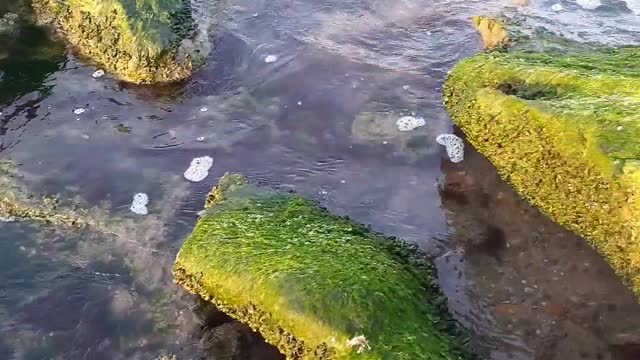 Beautiful algae