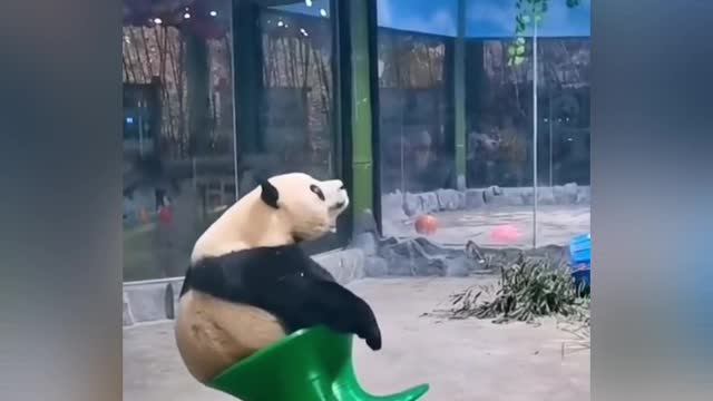 Cute Funny Panda