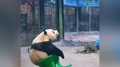 Cute Funny Panda