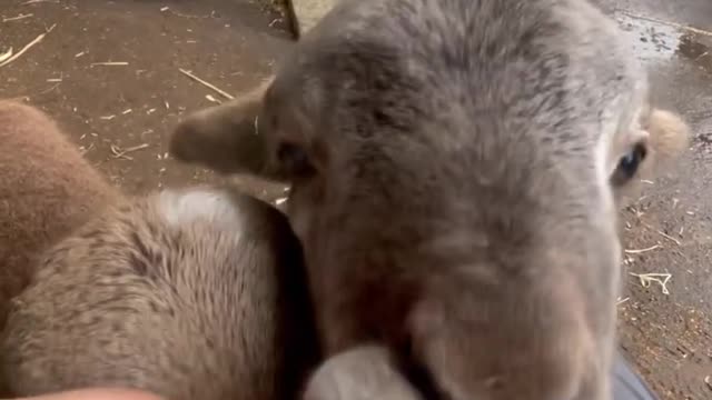 OMG 😱 cute animal 😍😘