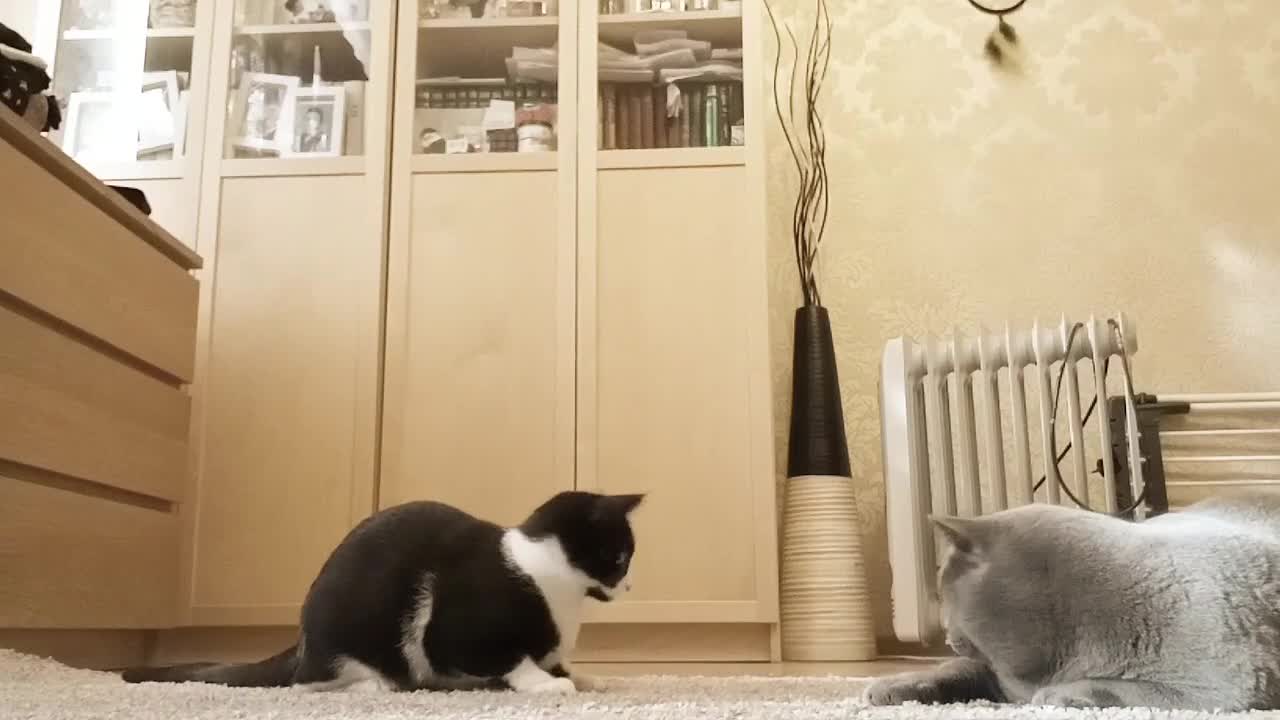 Very funny cats playing