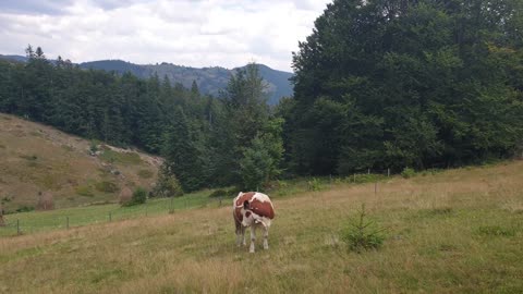 Cows are sometimes lovers