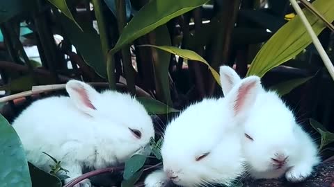 Cute rabbits