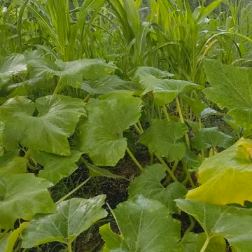 Backyard gardening part 3