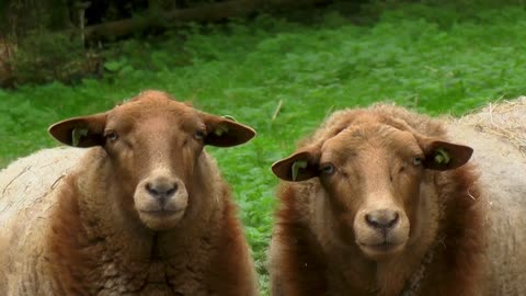 Calm Attentive Folks Sheep Relaxing