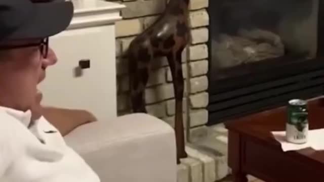 FUNNY ANIMALS VIDEOS TRY NOT TO LAUGH 🤣 | FUNNY CATS | FUNNY DOGS