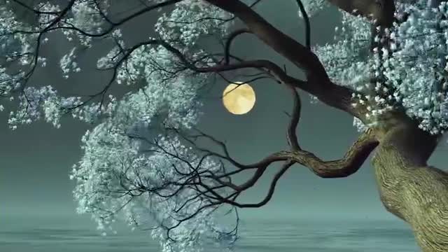 Love the Nature || Natural Beauty || relaxing music #nature #wildlife #4k