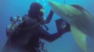 Shark Gets Help from Diver