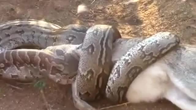 AFRICAN PYTHON ATTACKS AND SWALLOWS THE WOLF_Cut.mp4