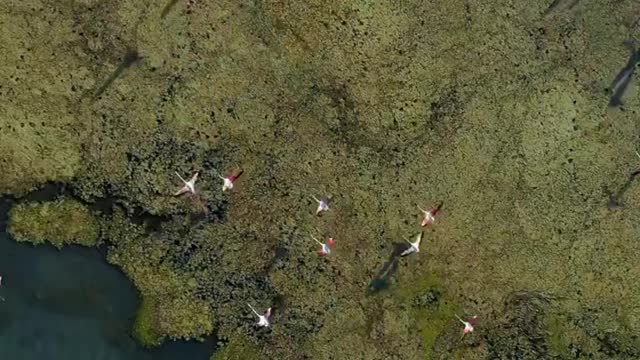 Flamingos make friends for life