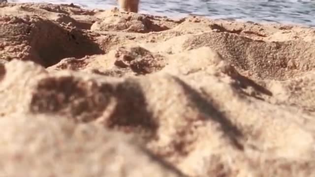 Wonderful kitten playing on the beach