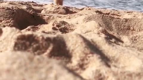 Wonderful kitten playing on the beach