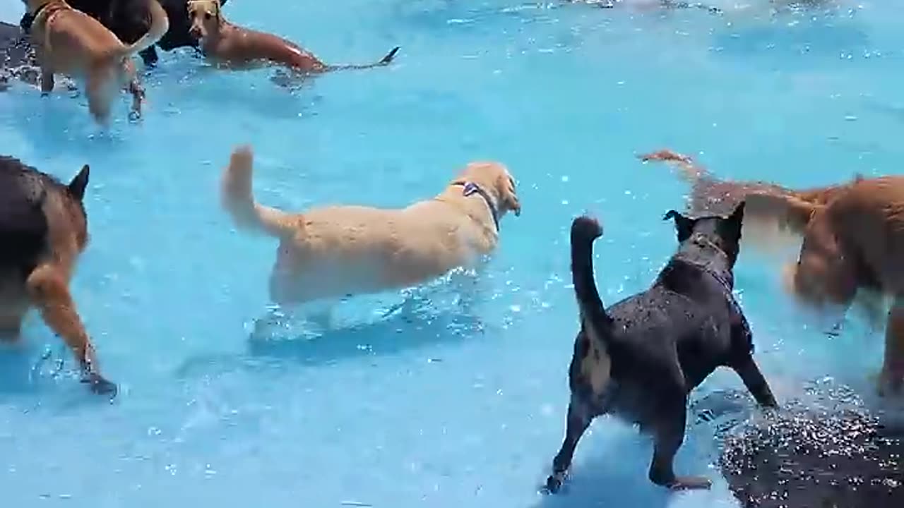 PUPS POOL PARTY