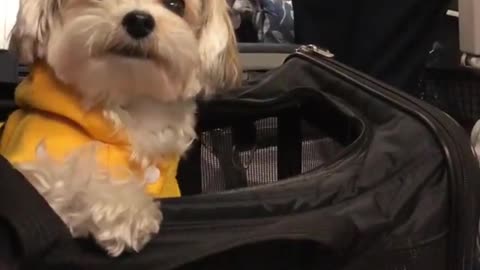 White dog sitting down in plane listening to baby crying