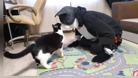 Funny video 🐈😺😁😁😆😍😍🤩